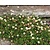 Erigeron karvinskianus