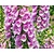 Digitalis purpurea 'Gloxiniiflora'