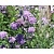 Scabiosa colombaria 'Butterfly Blue'