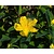 Hypericum calycinum