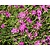 Dianthus deltoides 'Splendens'