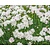 Dianthus deltoides 'Albiflorus'
