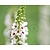 Verbascum chaixii 'Album'