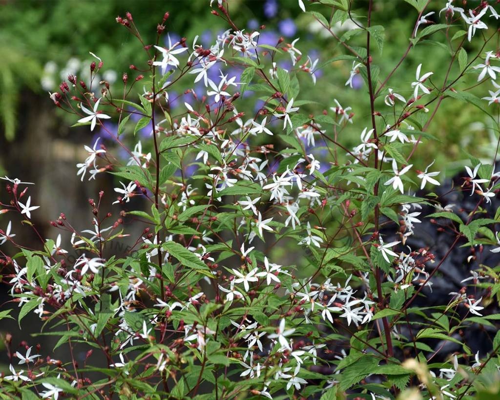 Gillenia trifoliata