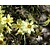 Coreopsis verticillata 'Moonbeam'