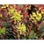 Euphorbia amygdaloides 'Purpurea'