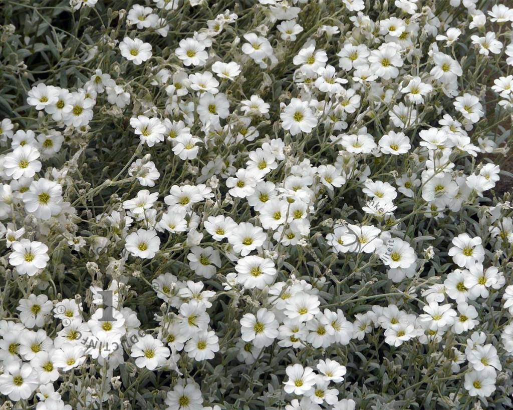 Cerastium tomentosum var columnae