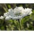 Scabiosa caucasica 'Alba'