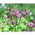 Astrantia major 'Lars'