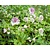 Astrantia major