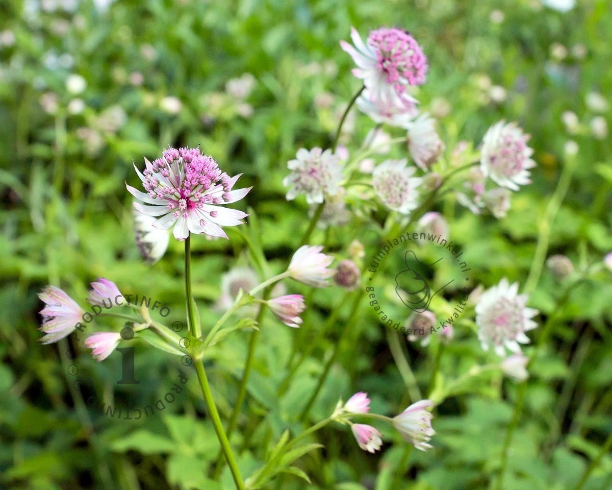 Astrantia major