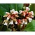 Bergenia 'Silberlicht'