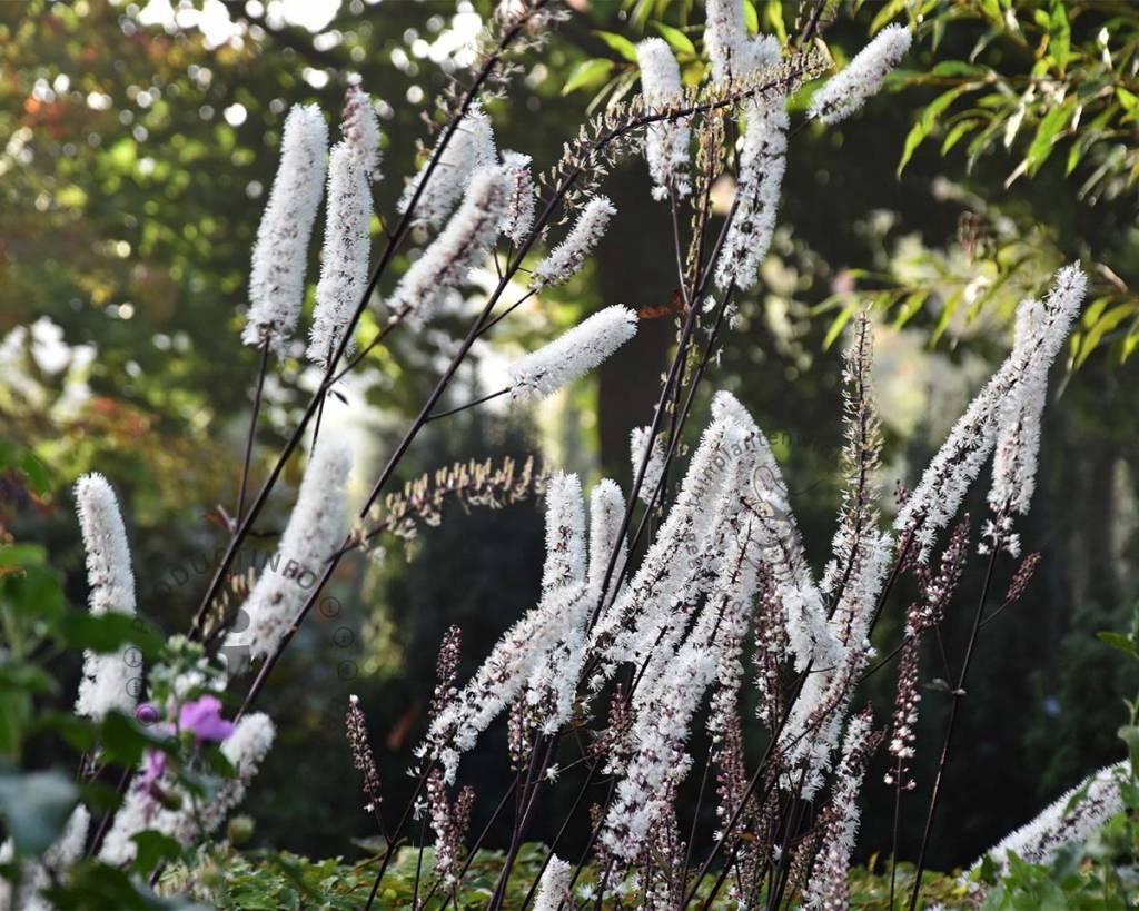 Cimicifuga ramosa 'Atropurpurea'