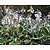 Hosta fortunei 'Francee'