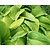 Hosta 'Sum and Substance'