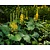 Ligularia stenocephala 'The Rocket'