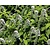 Lysimachia clethroides
