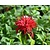 Monarda 'Cambridge Scarlet'
