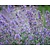 Nepeta faassenii 'Walker's Low'