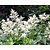 Persicaria polymorpha