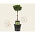 Chamaecyparis obtusa 'Nana Gracilis' - 40 cm stam