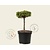 Abies koreana 'Blauer Eskimo' - 20 cm stam