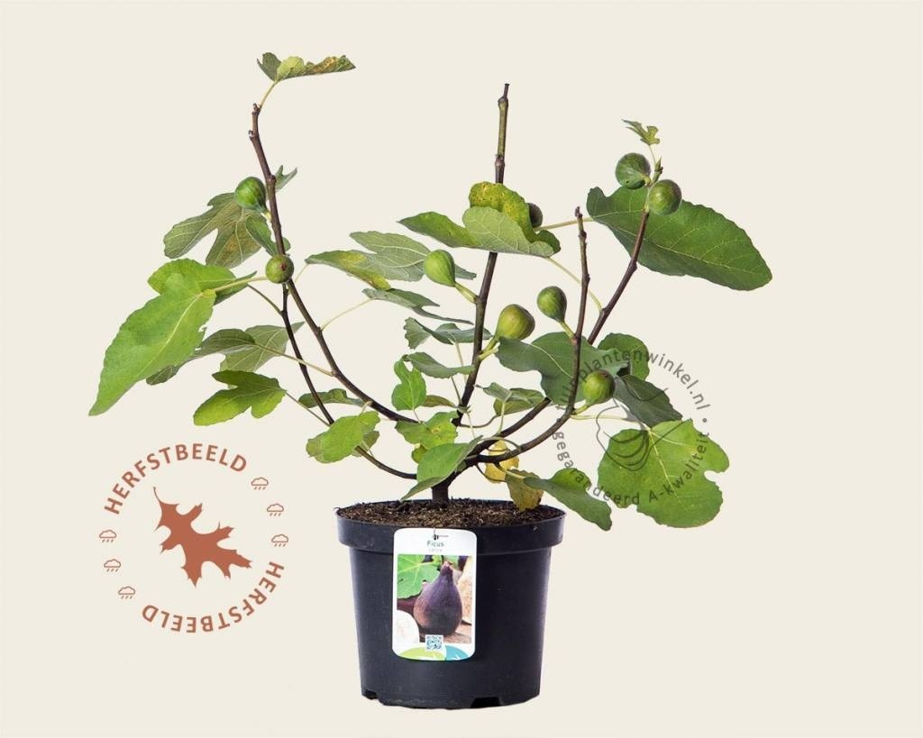 Ficus carica 'Del Portogallo'