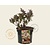Lonicera periclymenum 'Chic & Choc'