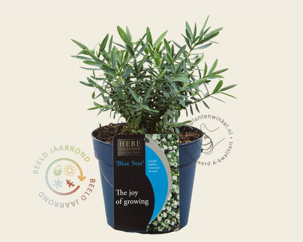 Hebe 'Blue Star'