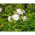 Phlox paniculata 'White Admiral'