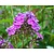 Phlox paniculata 'Blue Paradise'