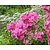 Phlox paniculata 'Rijnstroom'