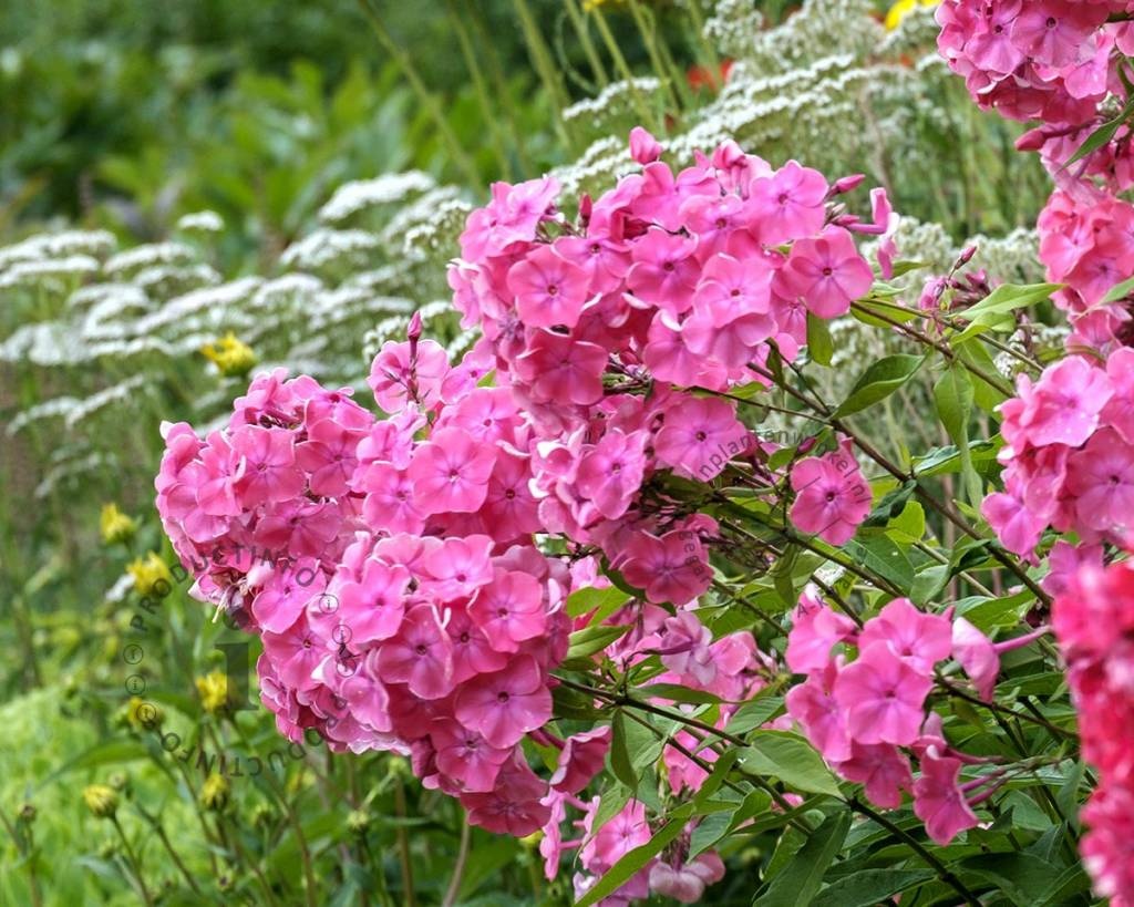 Phlox paniculata 'Rijnstroom'