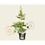 Ginkgo biloba 'David'