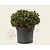 Pinus mugo 'Benjamin'