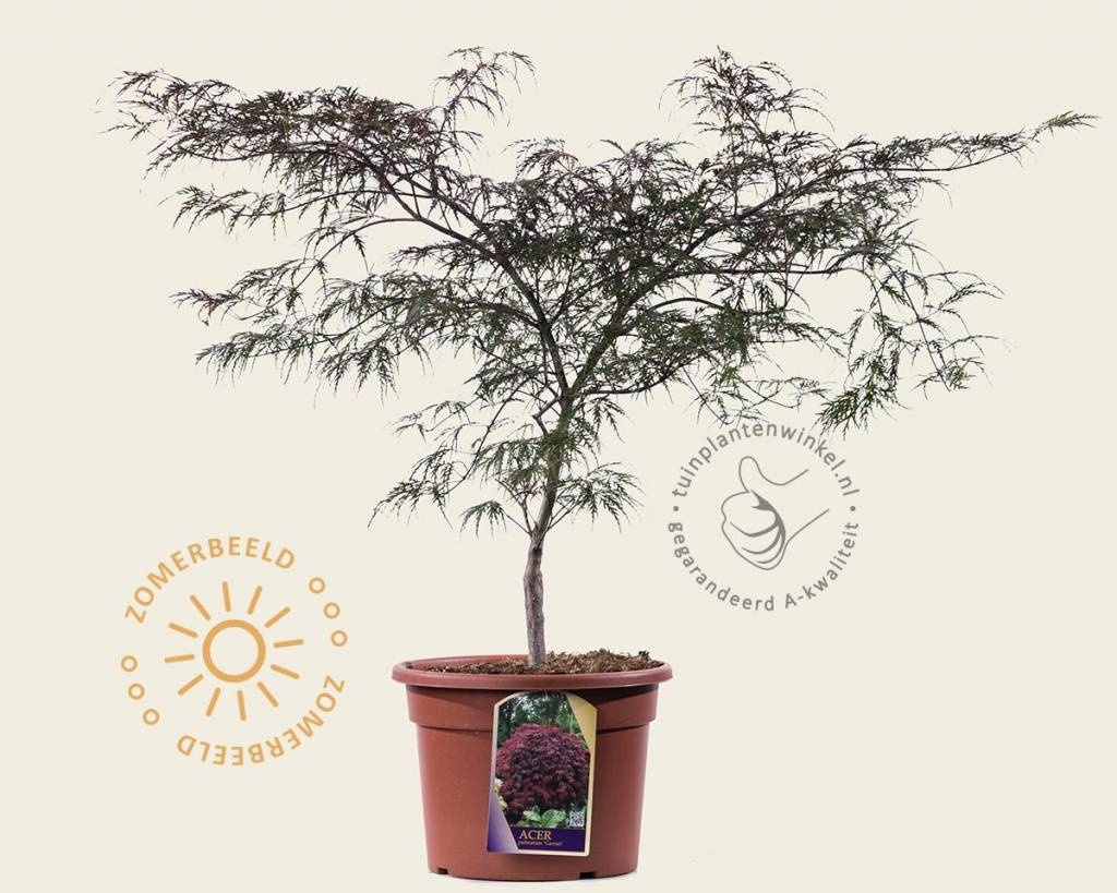 Acer palmatum 'Garnet' 60/80