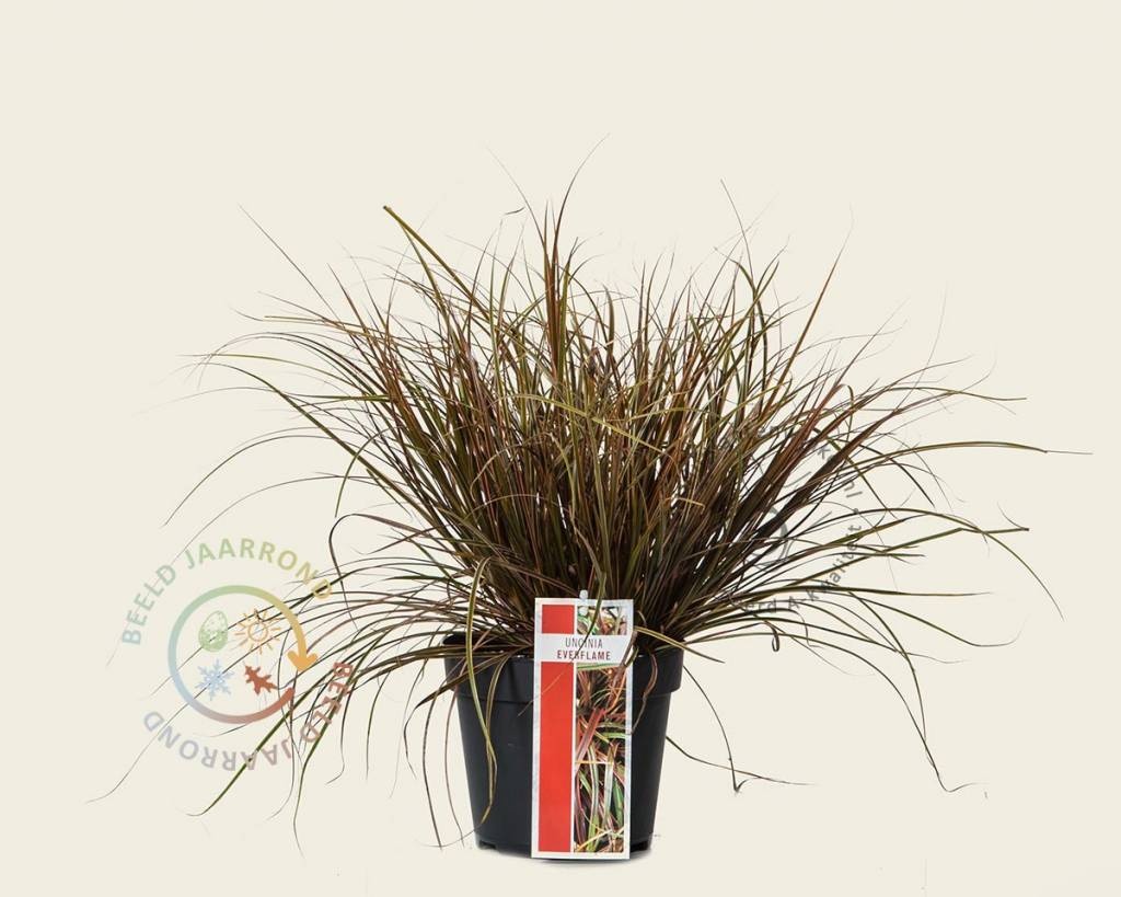 Uncinia rubra 'Everflame'
