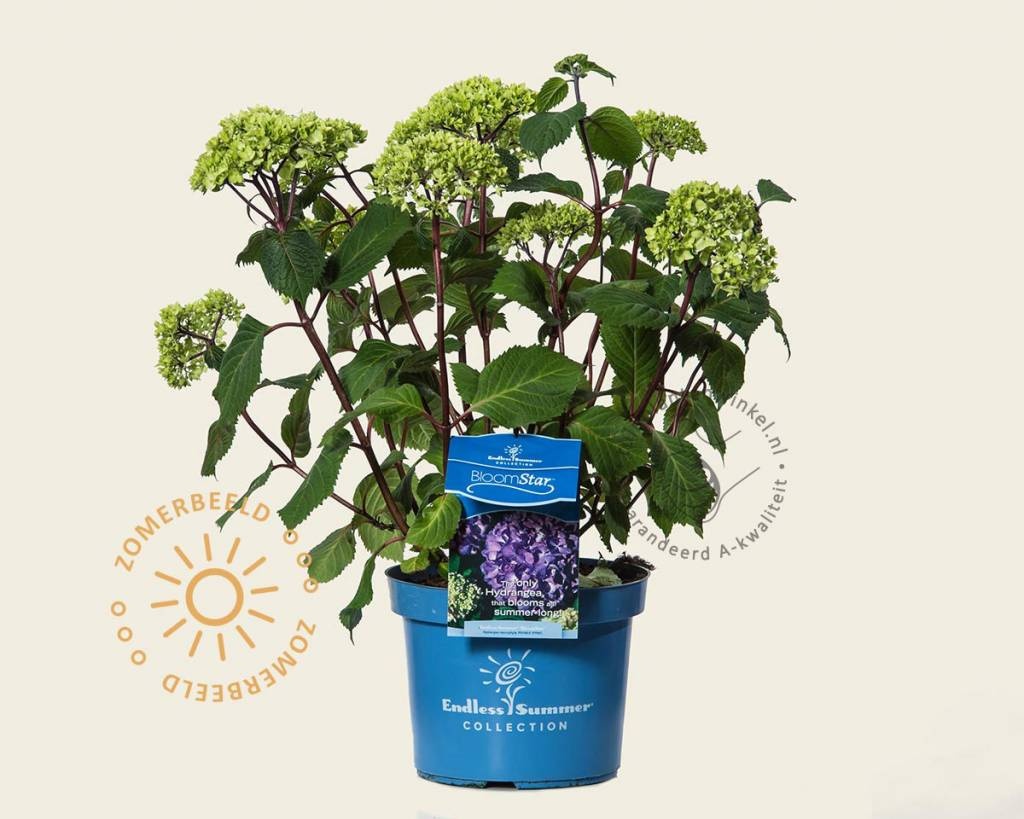 Hydrangea macrophylla 'Endless Summer Bloomstar'