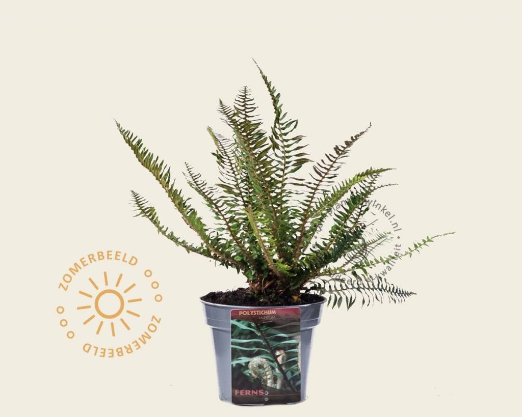 Polystichum munitum