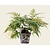 Dryopteris erythrosora 'Prolifica'