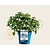 Hydrangea macr. 'Endless Summer - Popstar Blue'