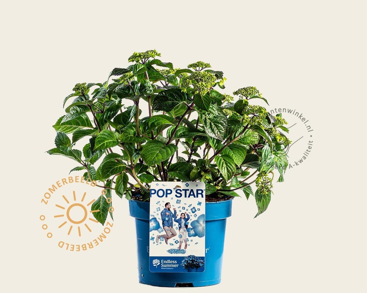 Hydrangea macr. 'Endless Summer - Popstar Blue'