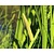 Acorus calamus
