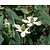 Anemopsis californica
