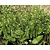 Alisma lanceolatum