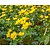 Caltha polypetala