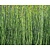 Equisetum japonicum