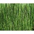Equisetum scirpoides