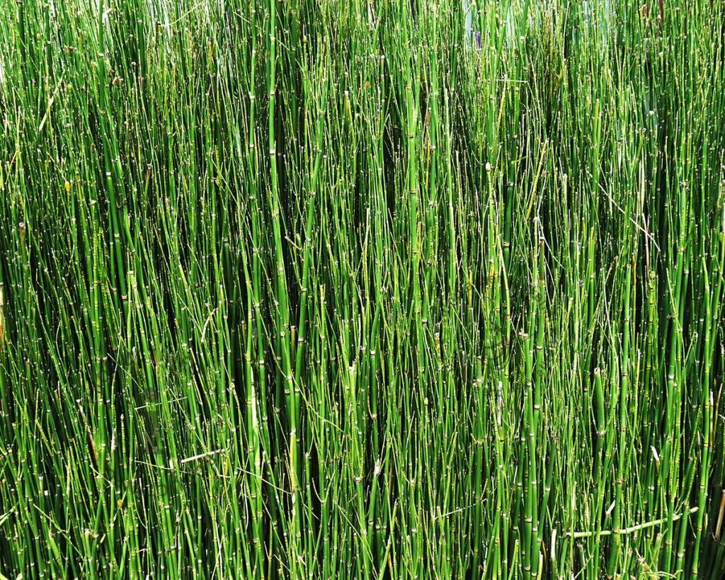 Equisetum scirpoides