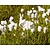 Eriophorum angustifolium